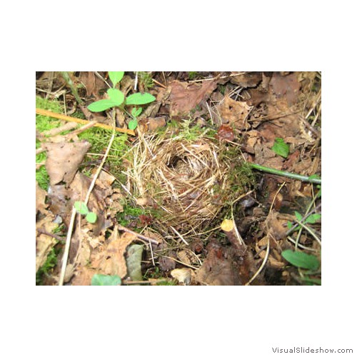 A deserted dormouse hibernation nest400px