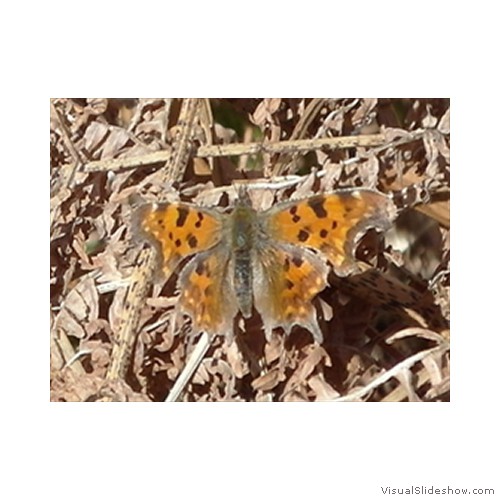 Comma Butterfly in Spring on bracken400px
