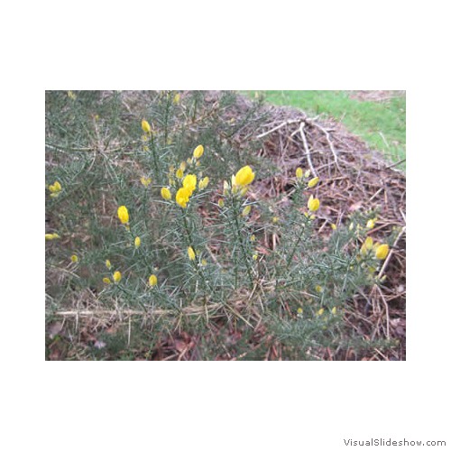 Gorse flowers smell of coconut400px