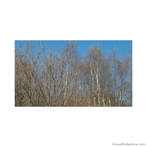 Silver Birch against a blue sky400px