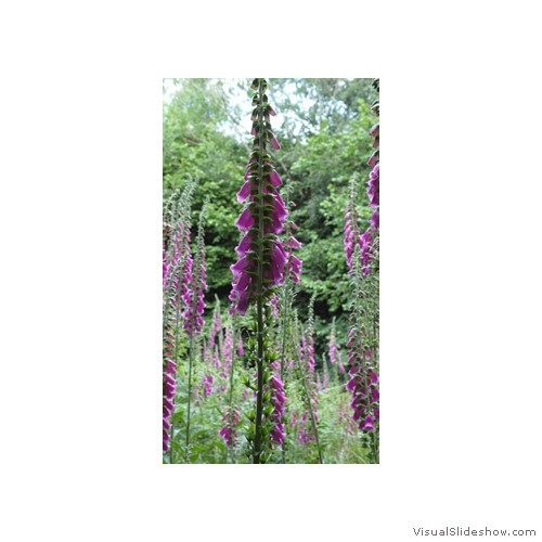 These Foxgloves grow to over 6' tall200px