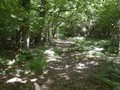 Long Oak Walk in summer300px