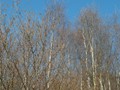 Silver Birch against a blue sky400px