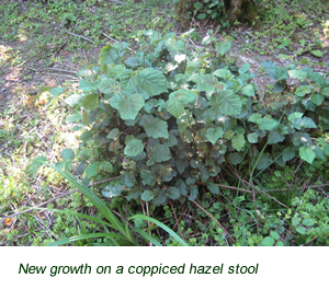 New growth on coppiced hazel stool