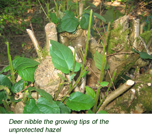 a traditional woven fence is used to protect a newly coppiced hazel stool against deer